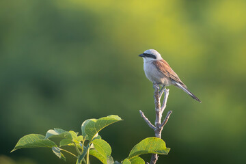 Red-backed shrike - Lanius collurio perches gracefully on the tip of a branch against a soft, blurred green background. Photo from Dobruja in Bulgaria. Copy space on left side.