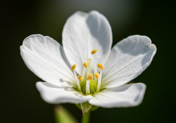 Obraz premium Close-up of a delicate white flower with yellow stamens and green center