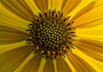 Macro close-up of a yellow flower with detailed stamens and central pattern