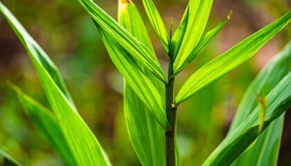 Obraz premium Bright green blades of grass or plant life against a blurred, natural background