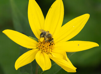 close-up of a bee feeding on a bright yellow sunflower