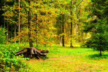 Autumn forest landscape, forest autumn trees in cloudy weather