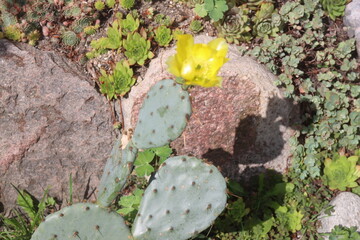 kaktus opuncja Opuntia cv. Große von Aldingen © Perovskia