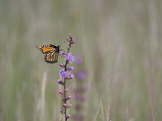Monarch butterfly feeds on blooming blazing star plants