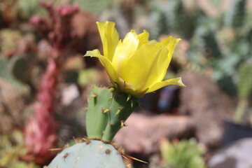 kaktus opuncja Opuntia cv. Große von Aldingen © Perovskia