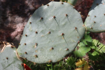 kaktus opuncja Opuntia cv. Große von Aldingen © Perovskia