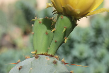 kaktus opuncja Opuntia cv. Große von Aldingen © Perovskia
