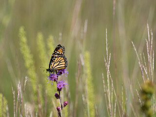 Monarch butterfly feeds on blooming blazing star plants