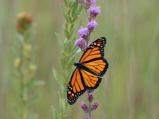 Monarch butterfly feeds on blooming blazing star plants