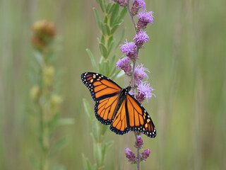 Monarch butterfly feeds on blooming blazing star plants