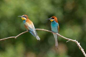 Two European Bee-eaters - Merops apiaster perched on a slender branch. Birds are observing flying insects. Photo from Dobruja in Bulgaria..