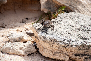 Lizard on a rock in Rottnest Island, Western Australia