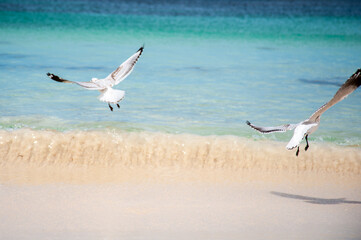 Seagulls in flight over a pristine tropical beach, capturing the essence of freedom, summer and coastal paradise
