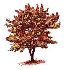 Deciduous tree silhouette single in autumn, vector  hand drawn illustration isolated on white background