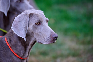 portrait of a weimaraner