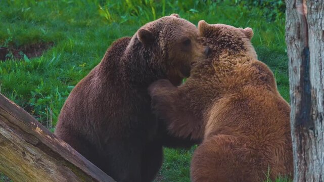 Close up of two brown bears play fighting on a meadow on a sunny day in spring