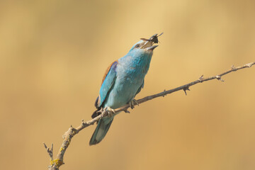 European Roller (Coracias garrulus) perched on a bare branch against a soft beige background, holding an insect in its beak. Photo from Dobruja in Bulgaria.
