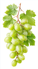 Fresh bunch of grapes with a modern floating look, without contact with the surface and without bases, perfectly balanced for advertising and design projects. Absolutely no shadows and glare, clipping