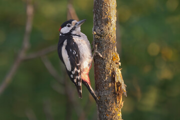 Great Spotted Woodpecker -  Dendrocopos major clinging to the side of a dead, weathered tree trunk...
