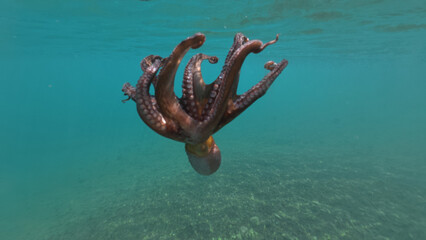 Underwater closeup photo of octopus swimming in tropical exotic bay with turquoise crystal clear sea © aerial-drone