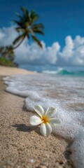 Fototapeta premium Tropical beach scene with single flower (1)