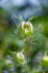 Small thistle flower in light green colour and thorns