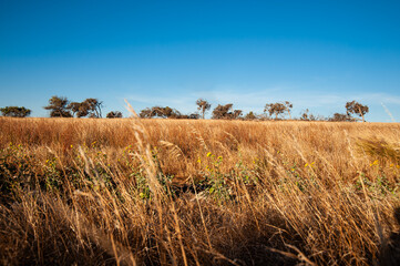 Fototapeta premium Golden grass field with scattered trees on the horizon under a clear blue sky in Western Australia