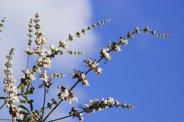 Close up of white flowers of Chasteberry, Abraham's balm, lilac chastetree, monk's pepper (Vitex agnus castus 'Alba'). Family Lamiaceae. Blue sky, Summer, Netherlands.