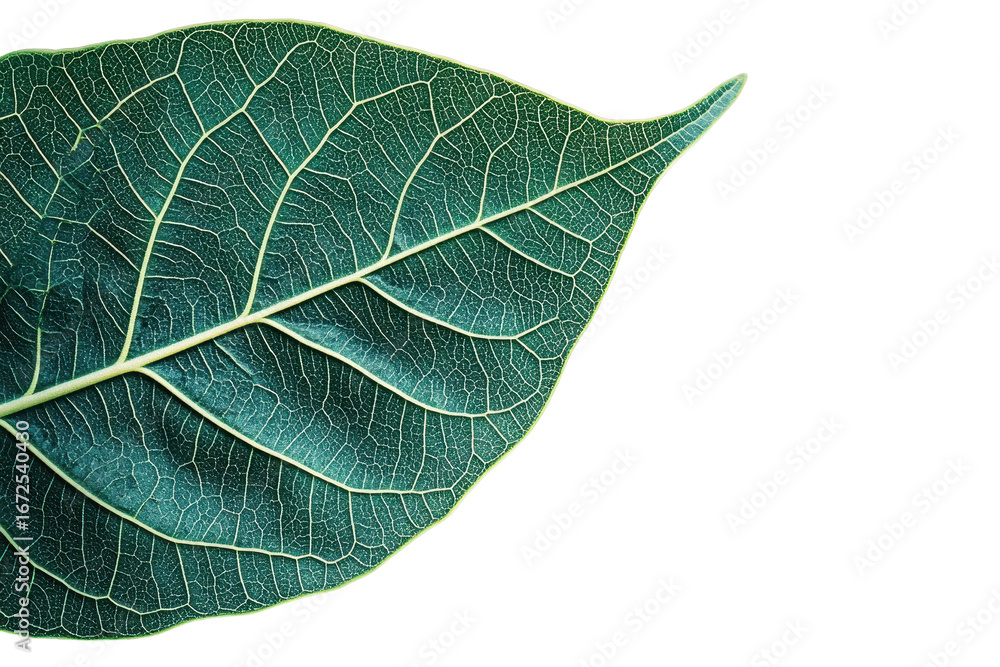 Poster close up view showing the detail of a vibrant green leaf and its veins pattern with transparent back