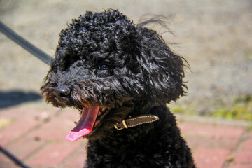 black poodle, young dog, portrait, curly, funny face, long tongue, sitting on a leash, pet, walk,...