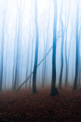 Obraz premium Misty Atmosphere in the Forest