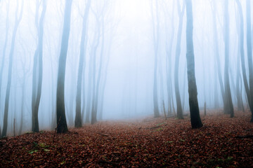 Misty Atmosphere in the Forest