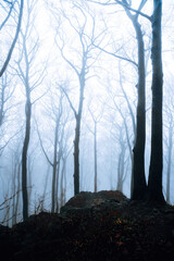 Misty Atmosphere in the Forest