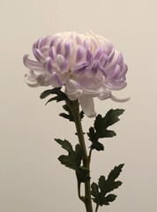 Beige white, lilac Chrysanthemum Flower on beige gray. Minimalist still life. Natural background.