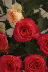 Red Rose Flower bouquet, green leaf foliage. Natural background.
