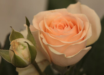 Smoke close-up selective soft focus cream beige pink color Rose flower bud, leaf. Natural blur...