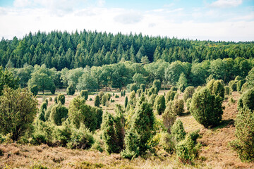 L&uuml;neburg Heath in Summer