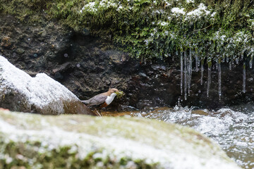 Die Wasseramseln sind bereits eifrig beim Nestbau - trotz Eis und Schnee