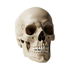 Fototapeta premium Realistic human skull : elements for halloween on transparent background