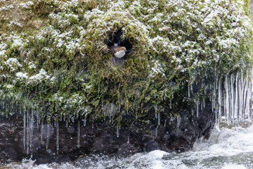 Die Wasseramseln sind bereits eifrig beim Nestbau - trotz Eis und Schnee