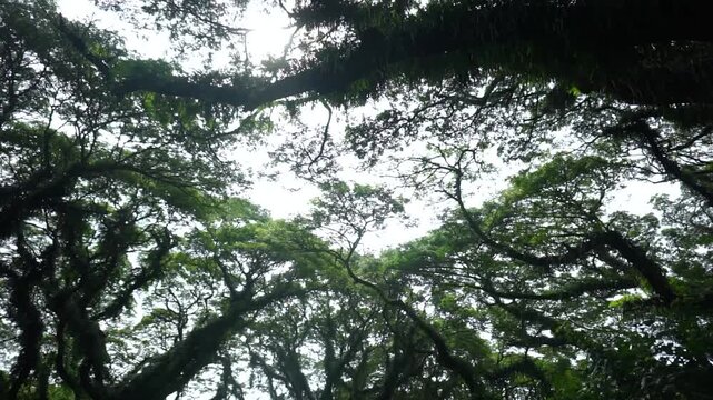 The beauty of the old Trembesi forest, footage of a natural forest with various trembesi trees in De Djawatan Forest Park, Banyuwangi, East Java