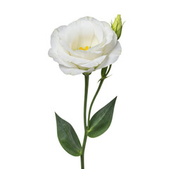Obraz premium Single white eustoma flower isolated on white background, delicate soft petals, elegant minimal botanical presentation.
