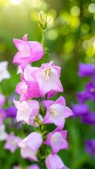 Delicate pink and white bellflowers stand tall against a blurred background of verdant foliage, bathed in soft sunlight.