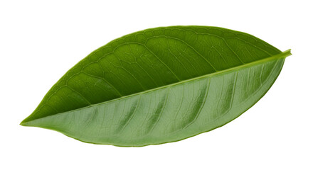 Fototapeta premium Leaf PNG Single Isolated on White Background