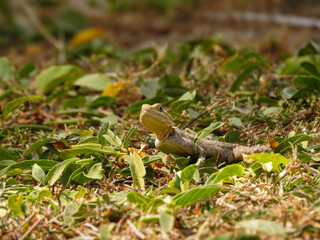 Agama Hiding Amongst Leaves