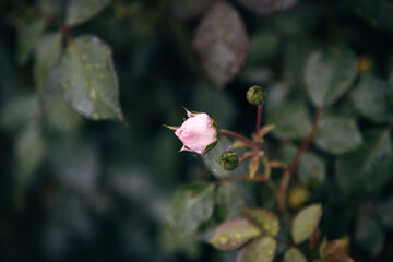 Colorful Spring Flowers in the Garden