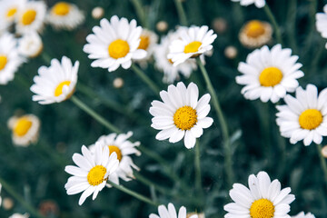 Fototapeta premium Colorful Spring Flowers in the Garden