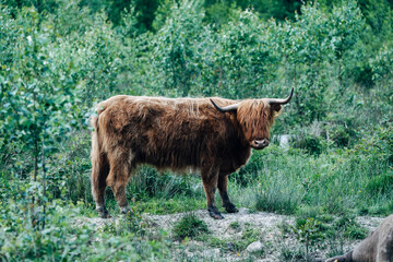 Scottish Highland Cattle on a Meadow