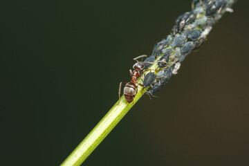 Aphids And Ant