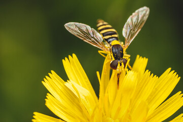 bee on yellow flower